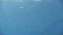 POISSON VOILIER