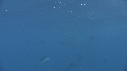 POISSON VOILIER