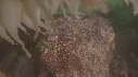 SEICHES GEANTES, ROCHER