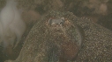 SEICHES GEANTES, ROCHER