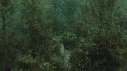 DIODON