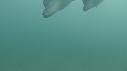 DAUPHINS