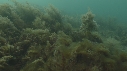 SEICHE