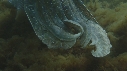 SEICHES GEANTES