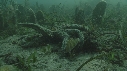 ETOILE DE MER, COQUILLAGE