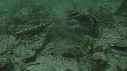 ETOILE DE MER, COQUILLAGE