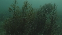NACRES, ETOILE DE MER