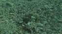 CRABE