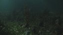 CIMETIERE, CRABES