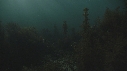 CIMETIERE, CRABES