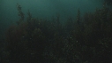 CIMETIERE, CRABES