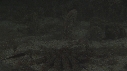 ETOILE DE MER, POISSON