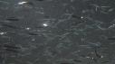 PETITS POISSONS