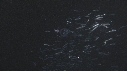 MEDUSE, POISSONS