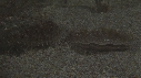 ETOILE DE MER, COQUILLAGE