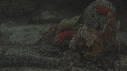 CRABE