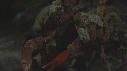 CRABE