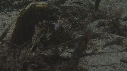 BLUE OCTOPUS