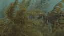 HIPPOCAMPE