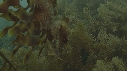HIPPOCAMPE