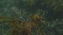 HIPPOCAMPE