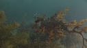 HIPPOCAMPE