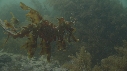 HIPPOCAMPE