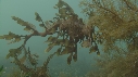 HIPPOCAMPE