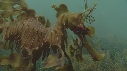 HIPPOCAMPE