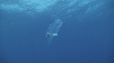 SALP MAXIMA