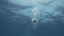 SALP MAXIMA