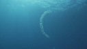 SALP COLONIE