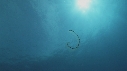 SALP COLONIE
