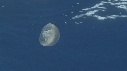 MEDUSE AURELIA