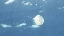MEDUSE AURELIA