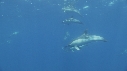 DAUPHINS COMMUNS