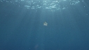 MEDUSE