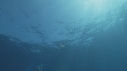 MEDUSE