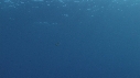 DAUPHINS COMMUNS