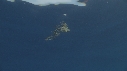 EPAVE FLOTANTE, POISSONS