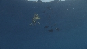 EPAVE FLOTANTE, POISSONS