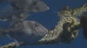 EPAVE FLOTANTE, POISSONS