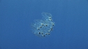 SALP