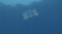 SALP