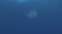 SALP