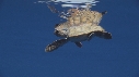 TORTUE
