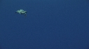 TORTUE