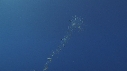 SYPHONOPHORE