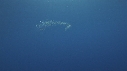 SYPHONOPHORE