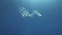 SYPHONOPHORE
